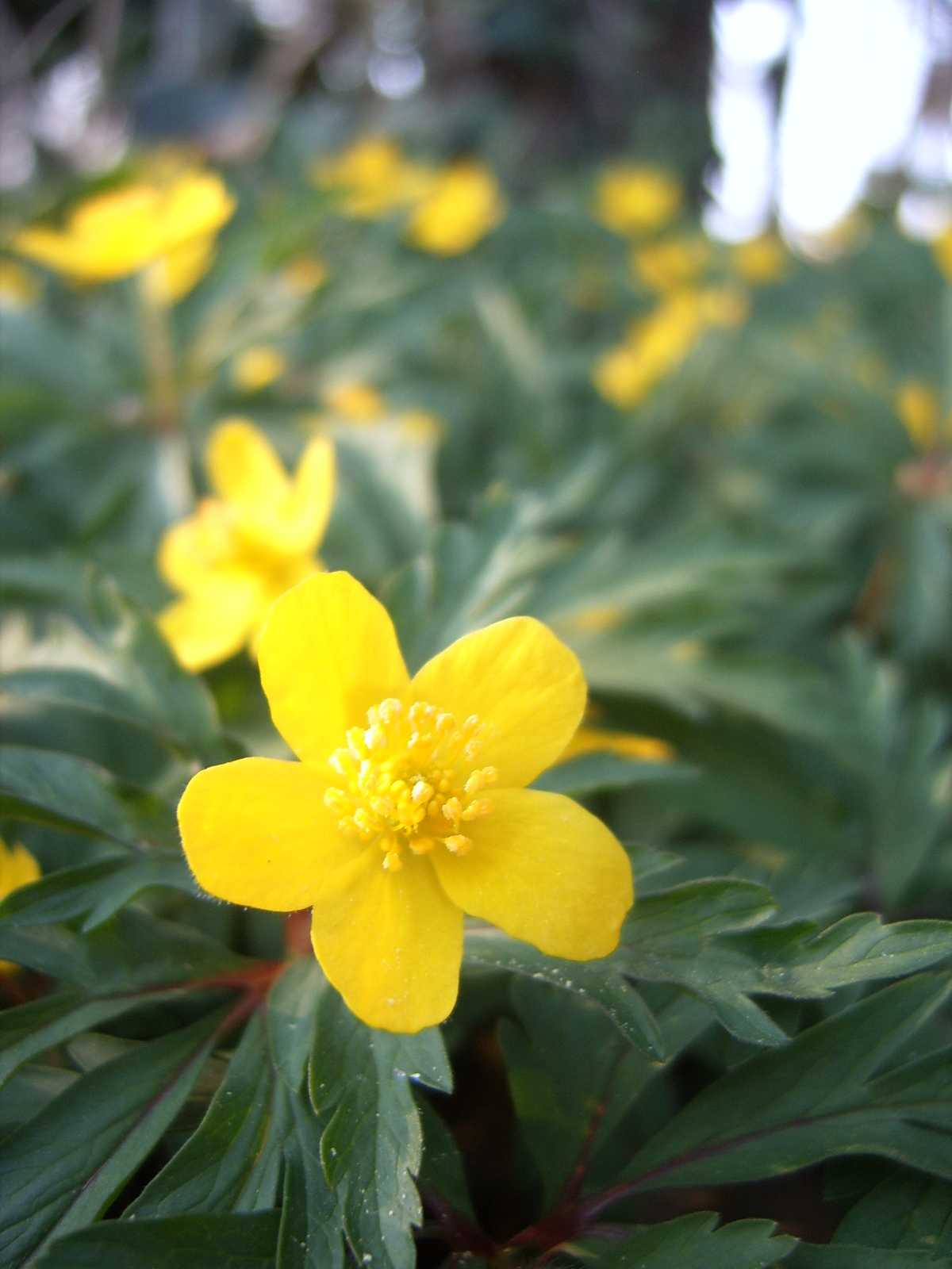 Anemone ranunculoides